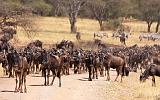 TANZANIA - Serengeti National Park - Migrazione Gnu - 04